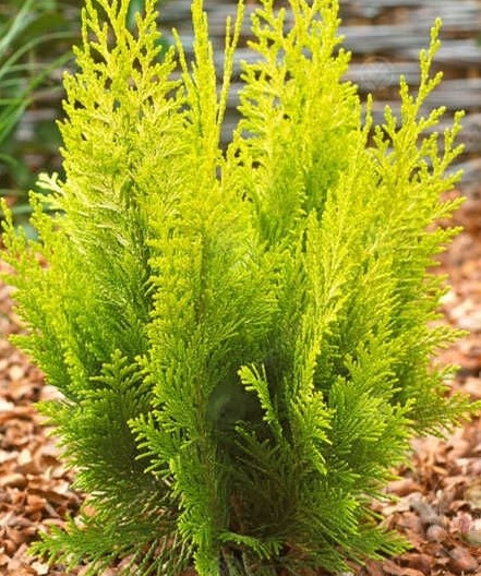 Кипарисовик лавсона Ивонн